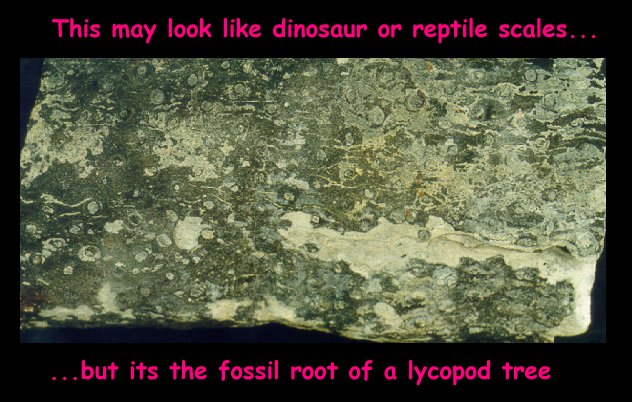 fossil root of a lycopod tree