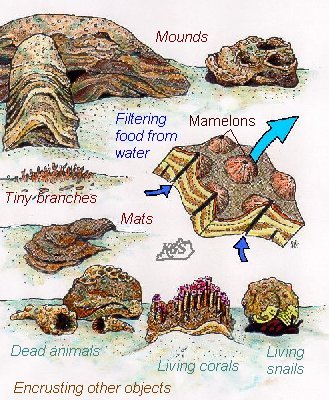 Stromatoporoids, Fossils, Kentucky Geological Survey, University of Kentucky