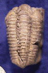 The Silurian Calymene trilobites found near Bardstown, shown above, are beautifully preserved by crystalline dolomite. Several trilobites can be seen in the foreground of the Silurian scene above.