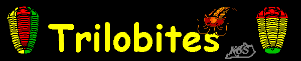 trilobites