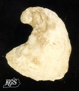 Platyceras sp., recrystallized internal mold, Devonian age