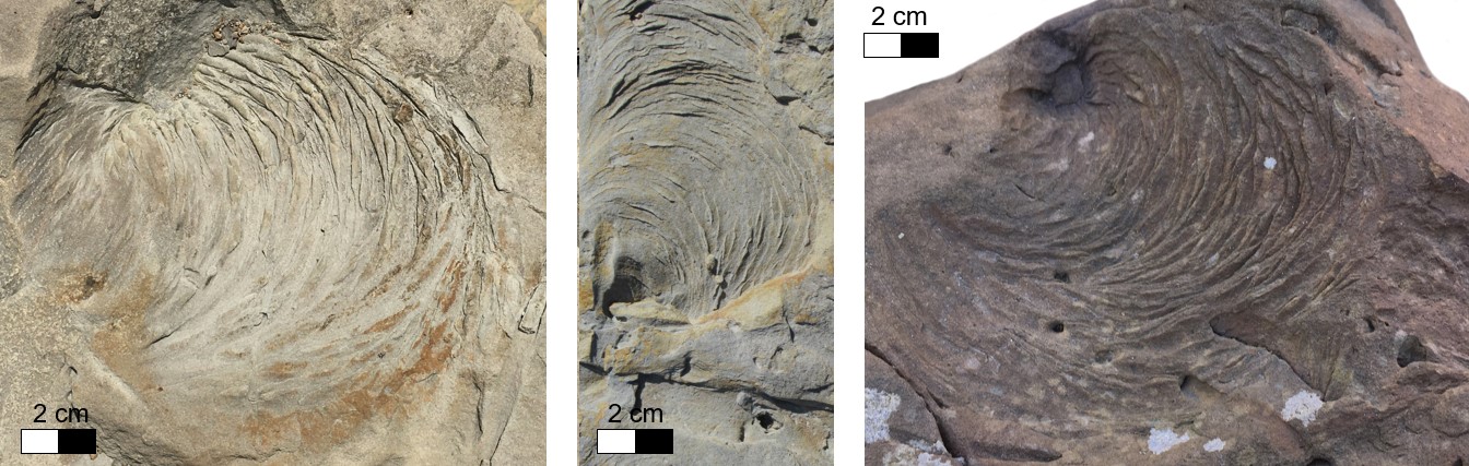 This smaller specimen, still embedded in the rock in which it was found, came from Charleston, S.C.