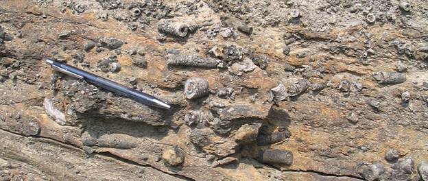 Description: crinoidal grainstone.jpg