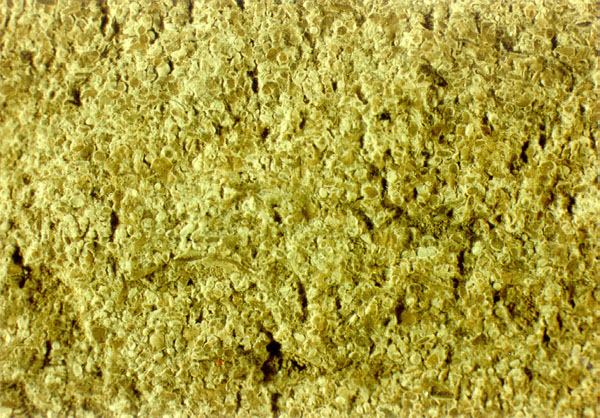 Oolitic and bioclastic limestones are typically mined in western Kentucky.