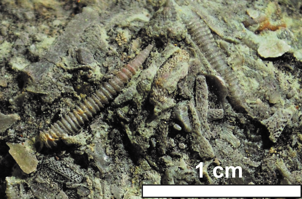 Tentaculites sterlingensis from the Ordovician Bull Fork Formation in Mason County, Kentucky