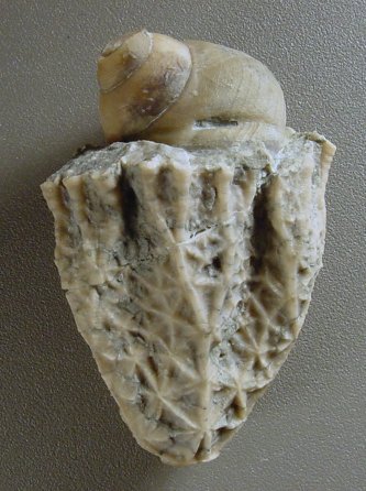 Glyptocrinus and snail