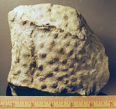Photographs of Fossils