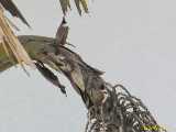 Click to see IMG_0045_lznc.jpg