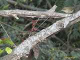 Click to see IMG_0343_lznc.jpg