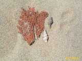 Click to see IMG_0463c.jpg