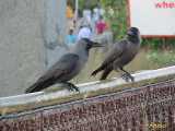 Click to see IMG_0494c.jpg