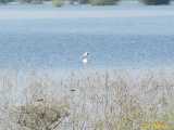 Click to see IMG_0713_lznc.jpg