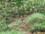 Click to see IMG_0797_lznc.jpg