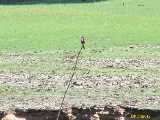 Click to see IMG_0804_lznc.jpg