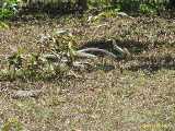 Click to see IMG_0823_lznc.jpg