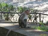 Click to see IMG_0826c.jpg