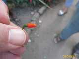 Click to see IMG_0828c.jpg