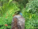 Click to see IMG_0905_lznc.jpg