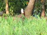 Click to see IMG_0910_lznc.jpg