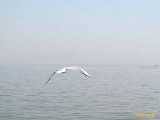 Click to see IMG_1067c.jpg