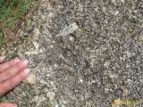 Click to see IMG_1160c.jpg
