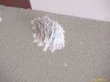 Click to see IMG_1345c.jpg