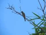 Click to see IMG_1414_lznc.jpg