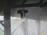 Click to see IMG_1454_lznc.jpg