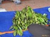 Click to see IMG_1558c.jpg