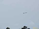 Click to see IMG_1733c.jpg