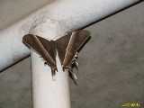 Click to see IMG_1794c.jpg