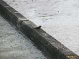Click to see IMG_1913c.jpg