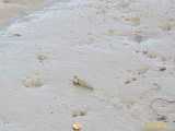 Click to see IMG_1915c.jpg