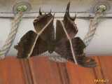 Click to see IMG_1964c.jpg