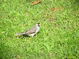Click to see IMG_6145c.jpg