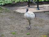Click to see IMG_6158c.jpg