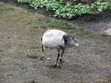 Click to see IMG_6159c.jpg