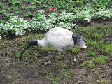 Click to see IMG_6161c.jpg