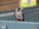 Click to see IMG_6170c.jpg