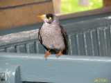Click to see IMG_6171c.jpg