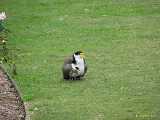 Click to see IMG_6172c.jpg