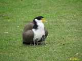Click to see IMG_6174c.jpg