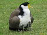 Click to see IMG_6175c.jpg
