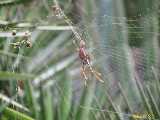 Click to see IMG_6252c.jpg