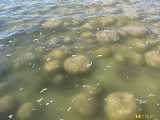 Click to see IMG_6302c.jpg