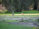 Click to see IMG_6308c.jpg
