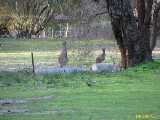 Click to see IMG_6309c.jpg