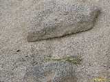 Click to see IMG_6418c.jpg