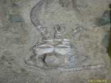Click to see IMG_6432c.jpg