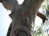 Click to see IMG_6529c.jpg